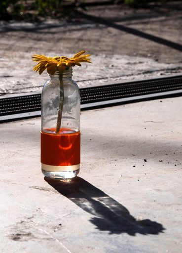 A single, vibrant yellow flower in a clear glass jar filled with red juice