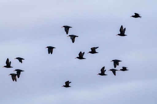 A flock of blackbirds flying across a cloudy grey sky on a breezy day in New Zealand