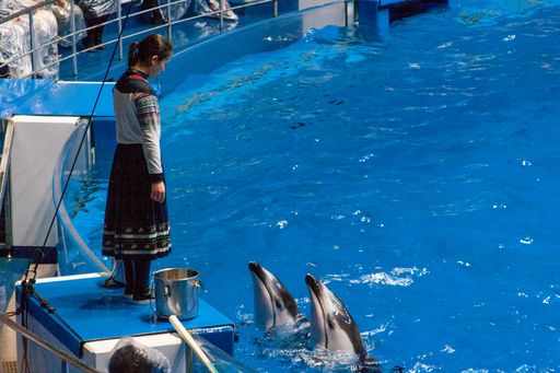 Dolphins await trainers signal during the dolphin show at the former Epson Aqua Stadium in Shinagawa, Tokyo, Japan