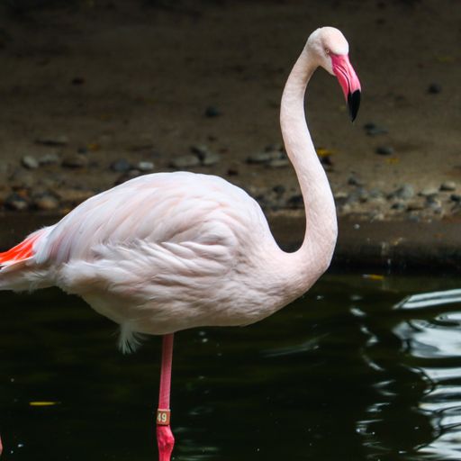 A vertical shot of a flamingo standing on a lake