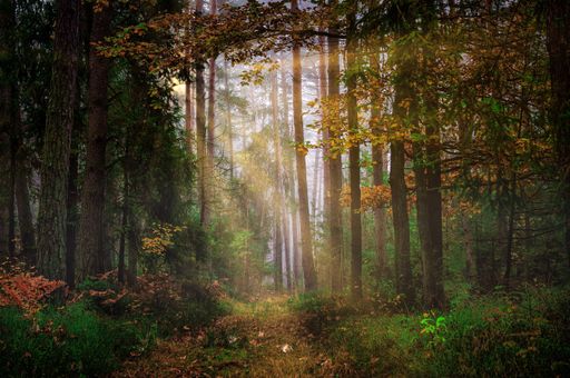 A beautiful shot of the sunlight shining through tall thin trees in the dense forest