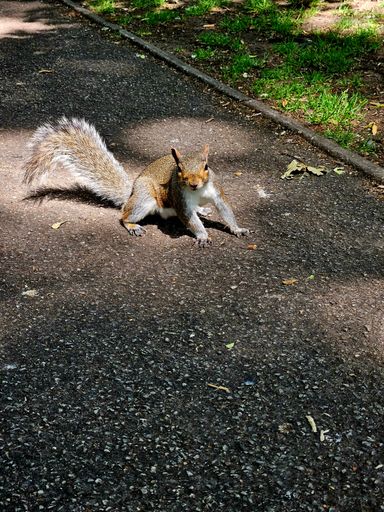 A small, furry squirrel with a bushy tail standing on the ground in a park
