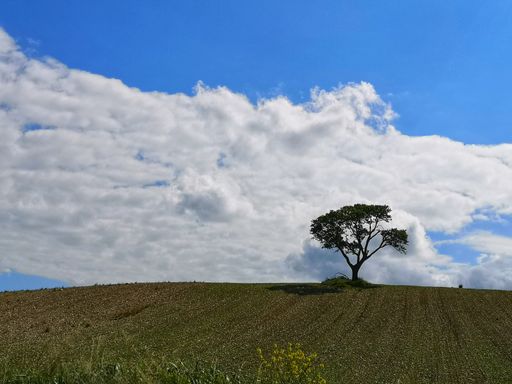 A beautiful landscape of a lonely tree against blue cloudy sky