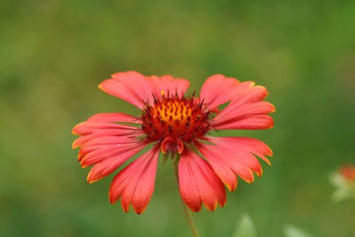 Natural colorful closeup on a bright red flower of irewheel or Blanket flower, Gallardia in the garden