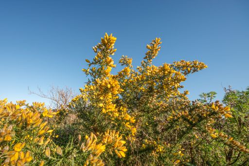 A close-up of vibrant yellow Ulex Europaeus flowers growing on trees