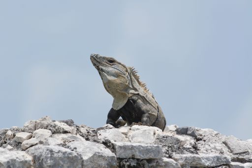 A low-angle view of an iguana standing on small rocks