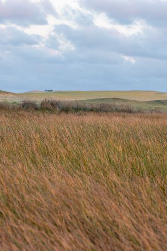A vertical view of a vast field of dry grass flowing in the breeze