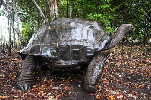A closeup of an African forest turtle surrounded by greenery under the sunlight