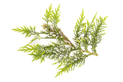 Fresh Cypress twig with growing cones isolated on white background. Cupressus sempervirens