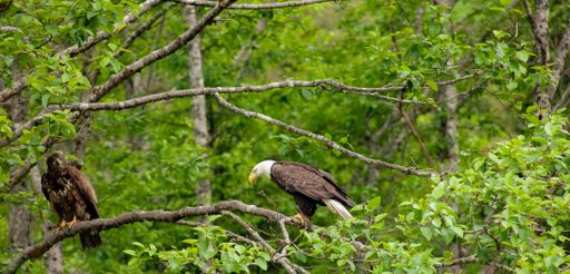 The two majestic bald eagles perched in a tree surrounded by lush green foliage