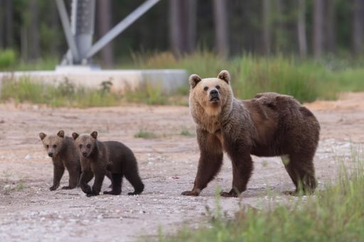 A mother bear walking along a forest road with her two cubs