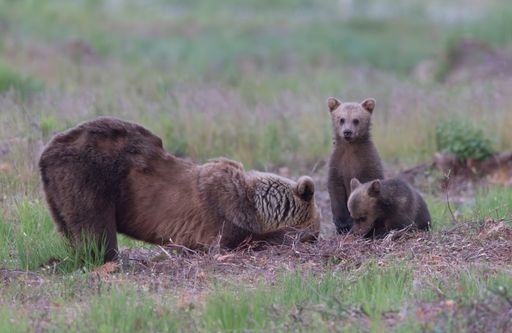A mother brown bear educating her two cubs on how to properly feed on an ant nest