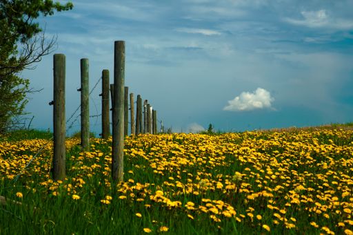 A scenic view of a field of yellow flowers on a hill on a sunny day