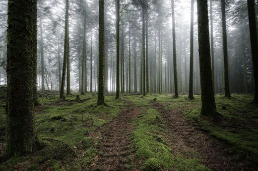A grassy pathway surrounded by the tall trees in the foggy and mystic forest
