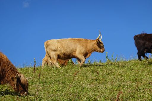 Three black and white cows grazing on lush green grass atop a rolling hillside
