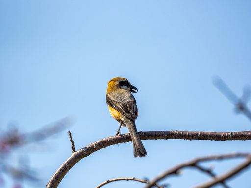 A closeup shot of a Bull-headed Shrike perched on a branch