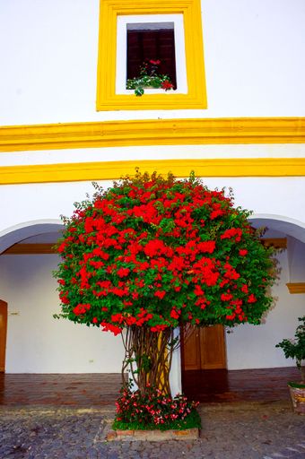 Bougainvillea tree covered with flowers in inner courtyard of colonial building in Antigua Guatemala in Central America. architecture and cultural spa