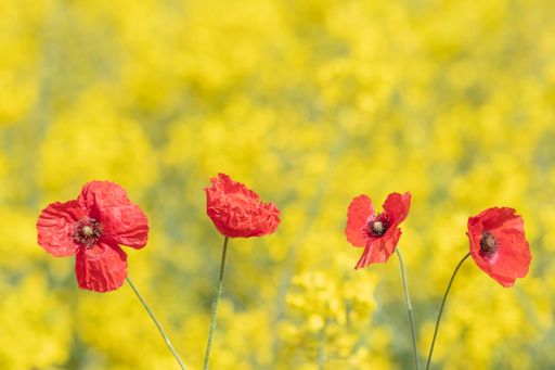 Four red poppies on a yellow background with a space for text