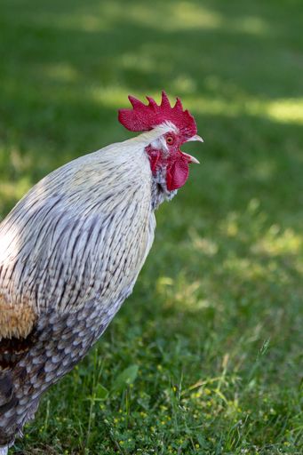 Portrait of a crowing rooster with black and white feathers