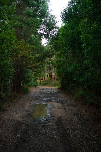 Dirt road with mud and puddles of water after days of rain in the forest