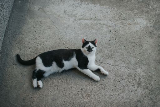 A closeup shot of black and white car laying on the ground