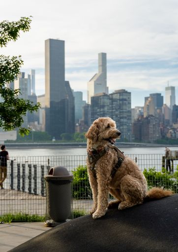 An adorable dog is perched atop a ledge overlooking a vibrant metropolis