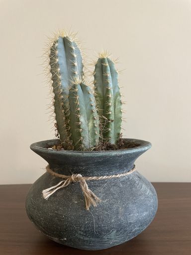 A cereus cactus in a flowerpot on the wooden table