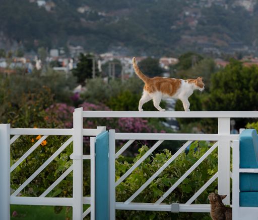 A closeup of a ginger cat walking on a railing in the countryside