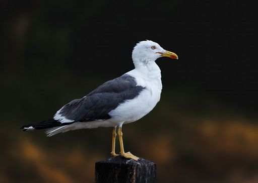 A closeup of a seagull perched on a wooden post