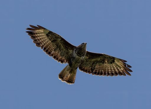 A low angle of a buzzard flying in the blue sky