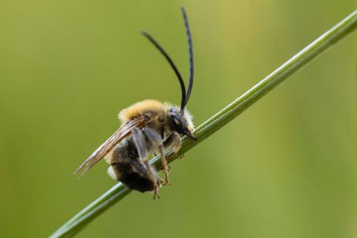 A closeup of a longhorn beee on a green stem