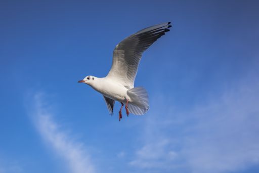 Seagull in the blue sky on the Baltic Sea beach