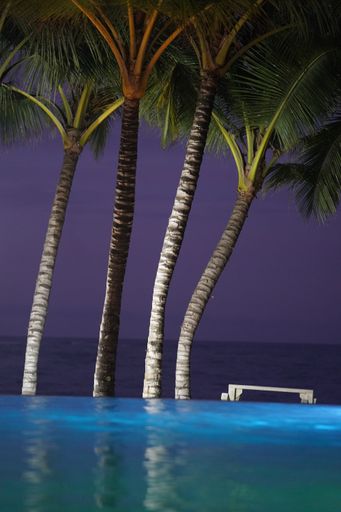 A vertical shot of palm trees near an infinity pool in the Dominican Republic at night