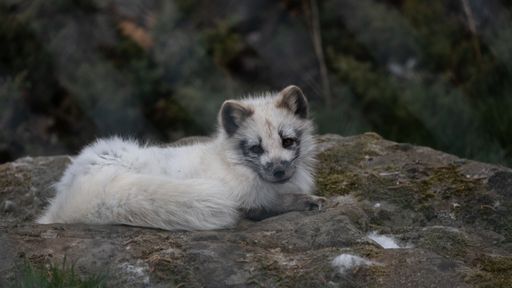 A white Arctic fox perched on a rocky surface, looking into the horizon
