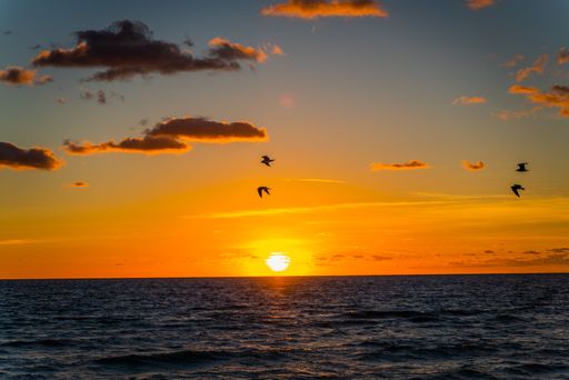 A group of birds soaring against the backdrop of a stunning sunset over a tranquil body of water.