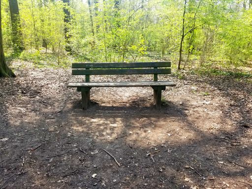 An empty bench surrounded by trees on a spring day