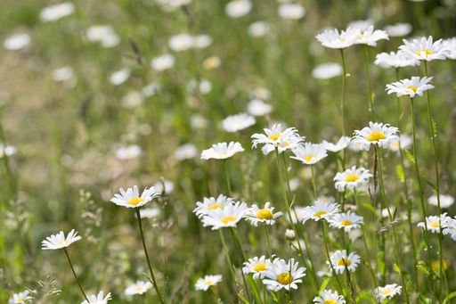 A picturesque scene of white daisies growing in a lush green grassy field, lit up brightly by the sun