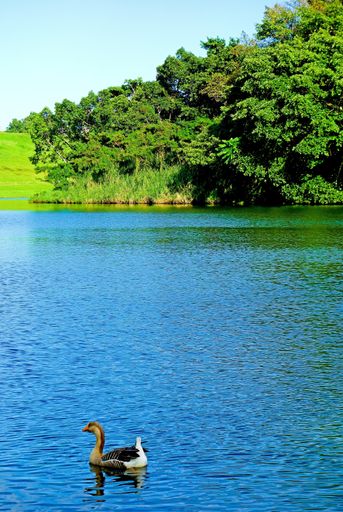 A vertical shot of a duck swimming on a lake near a forest