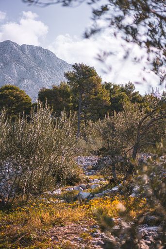 A vertical shot of trees in a mountainous area on a cloudy day