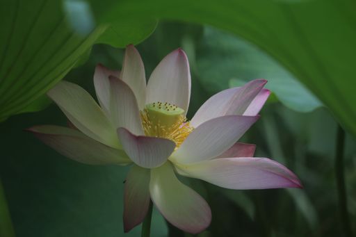 A closeup shot of a delicate lotus flower with lush green leaves in the background.