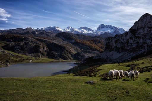 A flock of sheep grazing in a gorgeous field by a lake in Covadonga, Spain