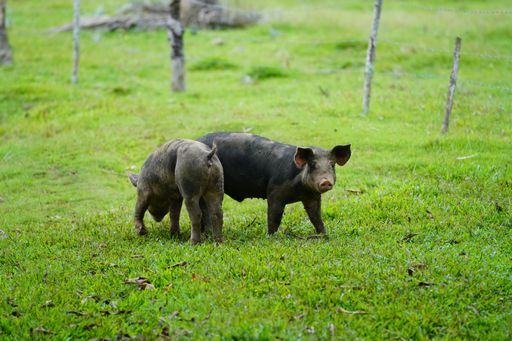A closeup of two wild pigs walking on a grassy field with a blurred background in the Dominican Republic