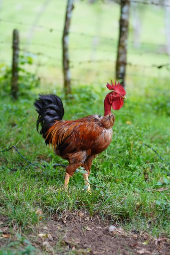 A closeup of a chicken standing in a grassy field with a blurred natural background in the Dominican Republic