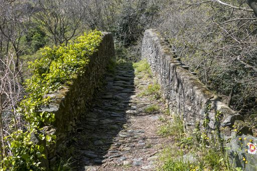 An old stone bridge in an overgrown forest with flowers and grass growing on its sides