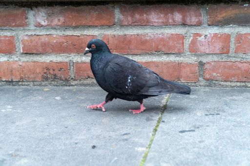 A black dove walking on a sidewalk