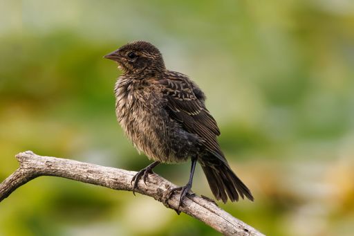 A beautiful Blackbird (Turdus merula) perched atop a tree branch