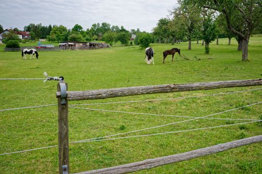 A closeup of horses  grazing in a lush green grassy field, surrounded by a wooden fence