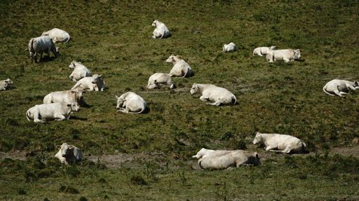 A peaceful scene of a group of white cattle in the lush green grass in Spydeberg Municipality, Norway