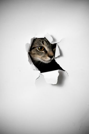 A cat looking through the hole in the torn paper