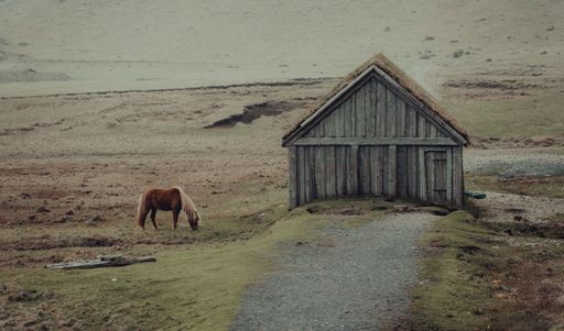 A majestic horse stands alone in a picturesque rural setting, with a barn in the background